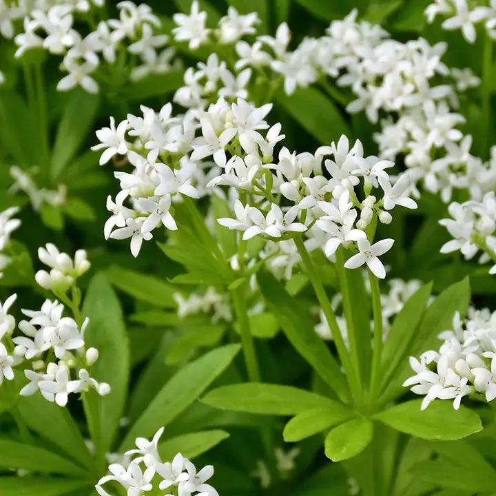 "sweet-woodruff-flower-seeds-fragrant-white-blooms-groundcover"

