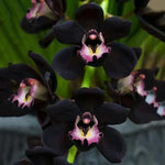 Samen Orchidee Seeds for Planting - 100 Dhara Seeds