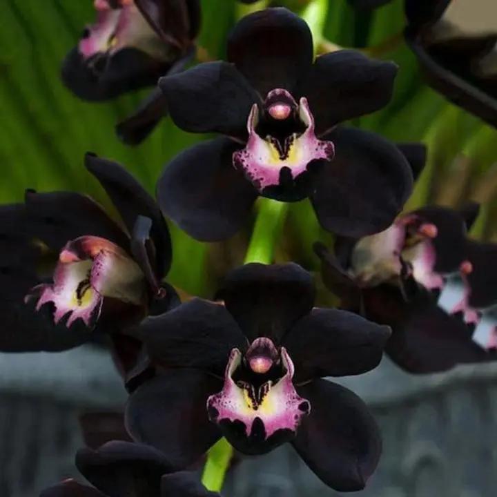 Samen Orchidee Seeds for Planting - 100 Dhara Seeds