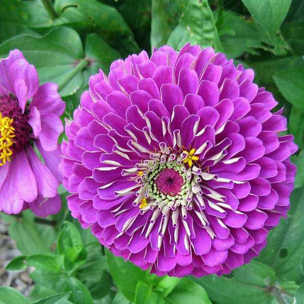 Elegans Flower Seeds for Planting - 100