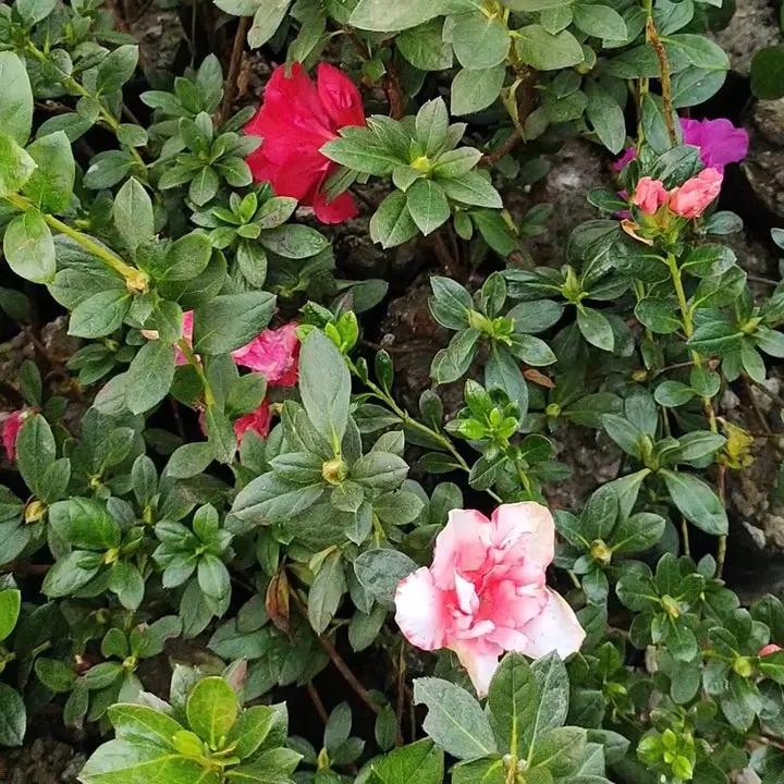 Azalea Flower Seeds Multicolor for Planting NON GMO Seeds Dhara Seeds