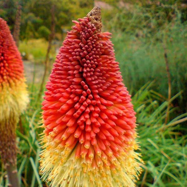 Fresh Caulescens Flower Seeds for Planting - 100