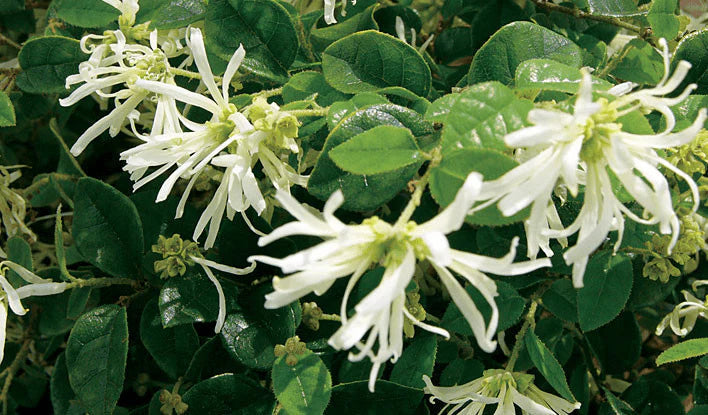 White Loropetalum Flower Seeds for Planting - 100