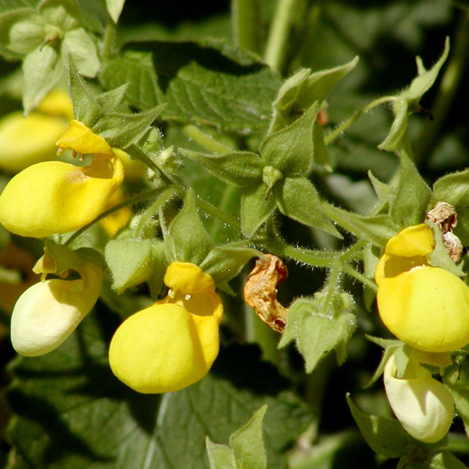 Calceolaria Plant Seeds for Planting - 100 pcs