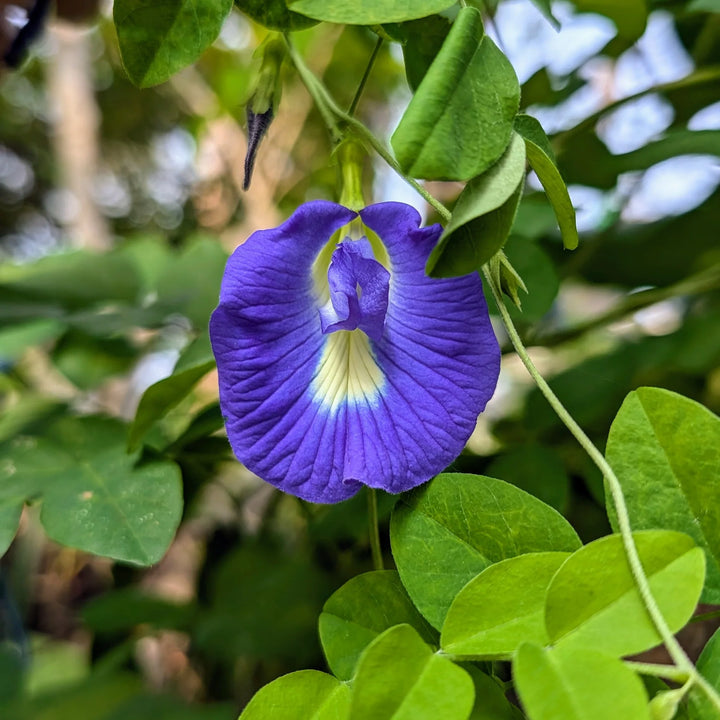 Fresh Clitoria Flower Seeds for Planting - 100