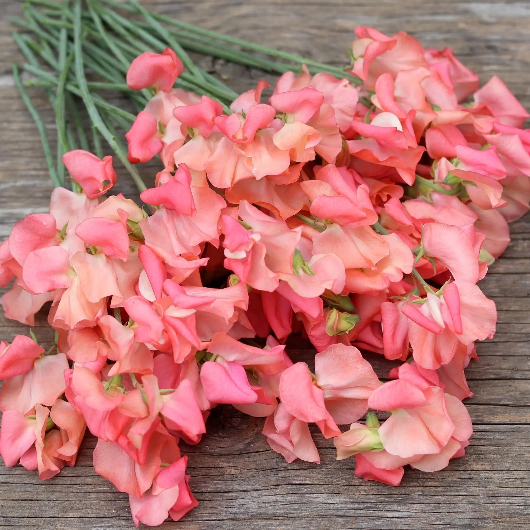 Sweet Pea Candyfloss Flower Seeds for Planting – Fragrant Climbing Blooms, Heirloom & Non-GMO Dhara Seeds