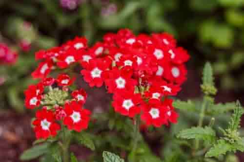 Stripe Verbena Flower Seeds for Planting - 100