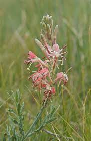 Red Gaura Flower Seeds for Planting - 100