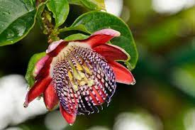 Passiflora Alata Flower Seeds for Planting- NON GMO Seeds