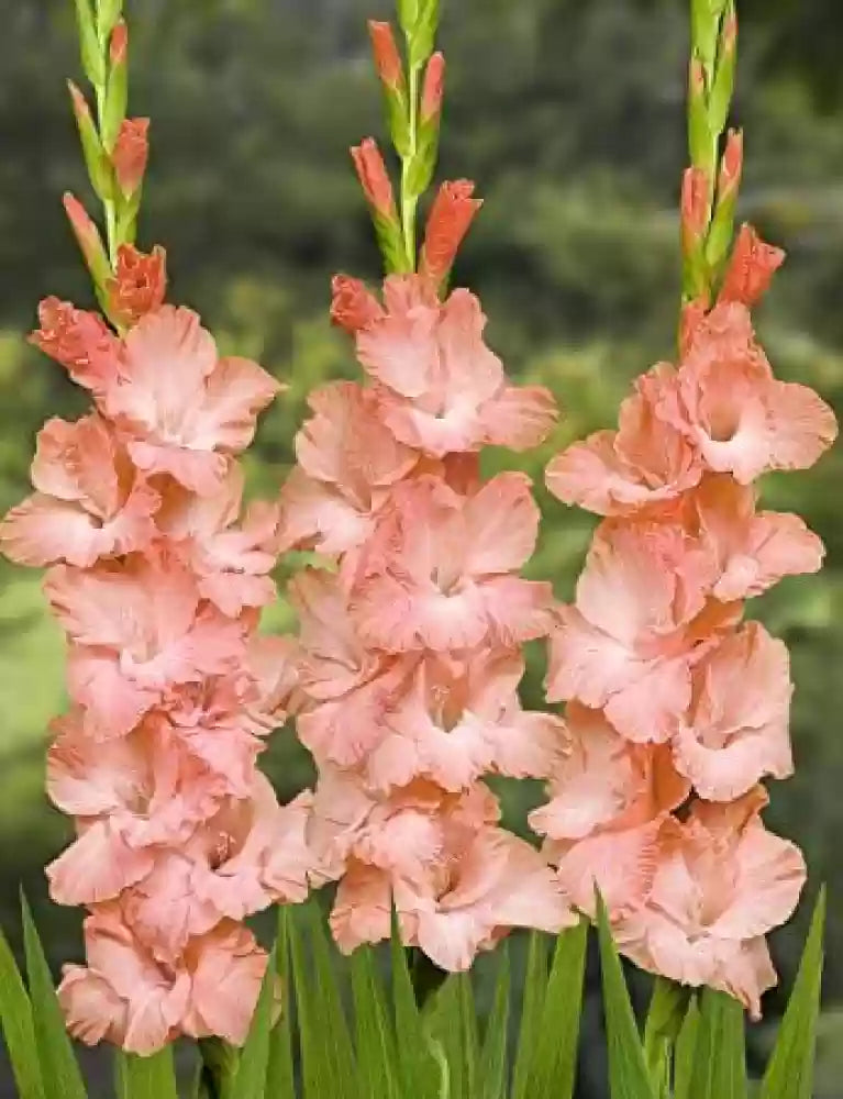 Pink Gladiolus Hybridus Flower Seeds for Planting - 100