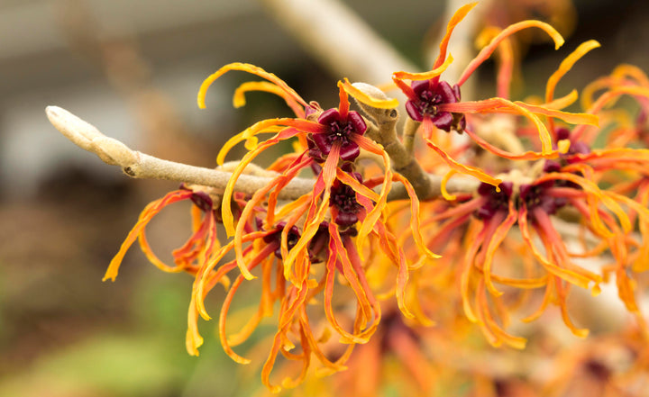 Zaubernuss Hamamelis Flower Seeds for Planting - 100