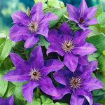 Purple Clematis Seeds for Planting - NON GMO Seeds Dhara Seeds