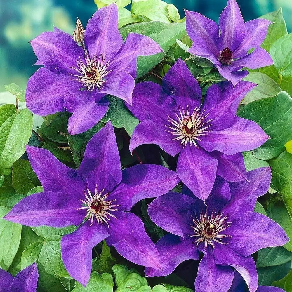 Purple Clematis Seeds for Planting - NON GMO Seeds Dhara Seeds