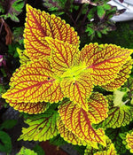 Heirloom Non-GMO Yellow Red Coleus Plant Seeds for Planting – Vibrant Foliage for Shaded Garden Borders Dhara Seeds