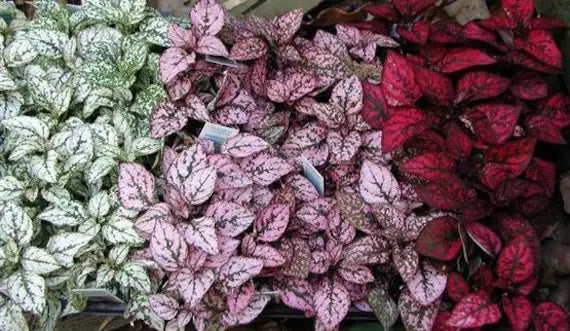 Mix Hypoestes Plant Seeds for Planting, 100