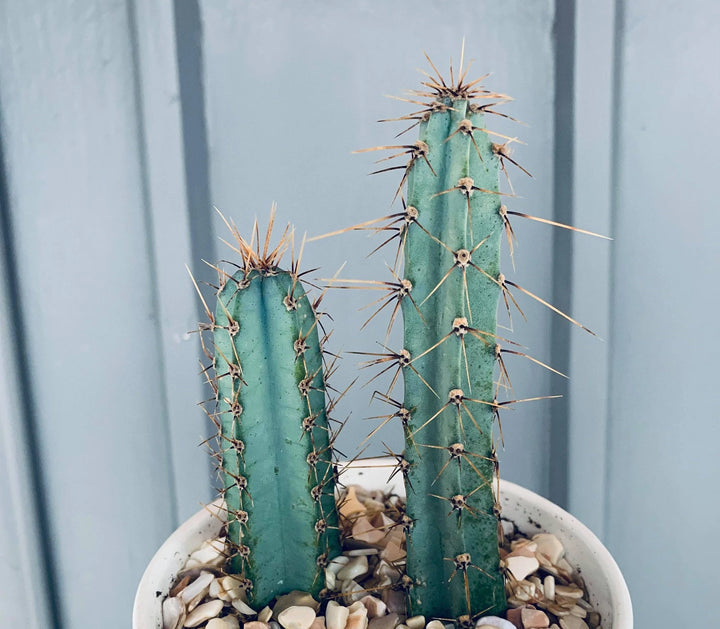 Blue Hankeanus Plant Seeds for Planting - 100