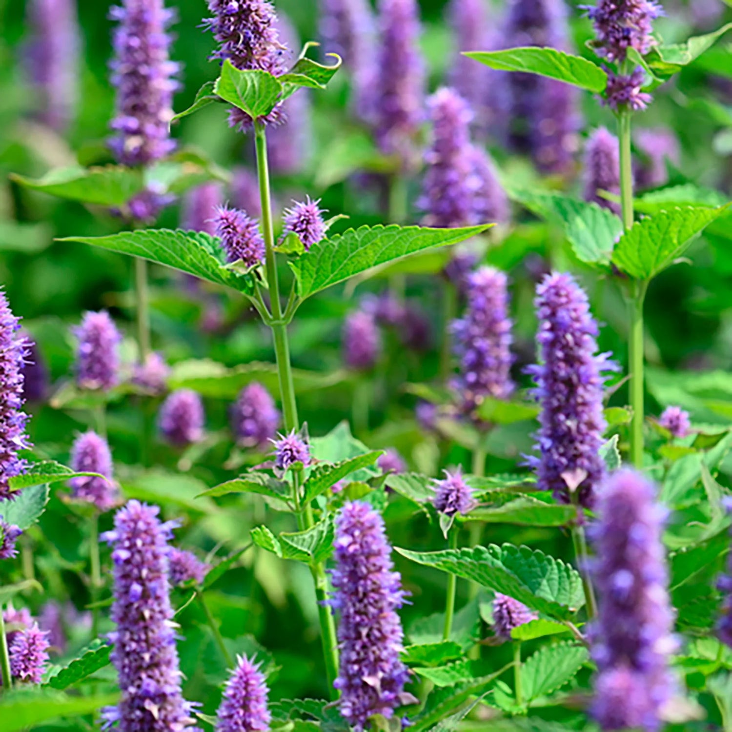 Agastache Little Adder Seeds