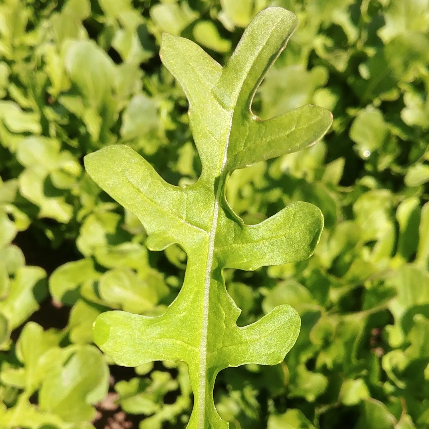 Esmee Organic Salad Arugula Seed