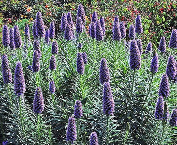 Madeira Flower Seeds for Planting, NON GMO Seeds