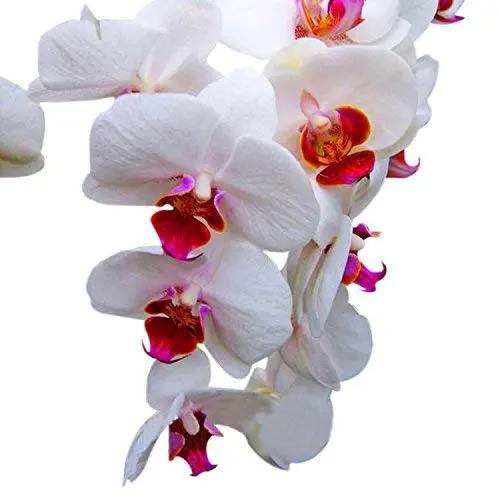 White Red Phalaenopsis Orchid Flower Seeds, Heirloom, Non-GMO Seeds for Planting Dhara Seeds