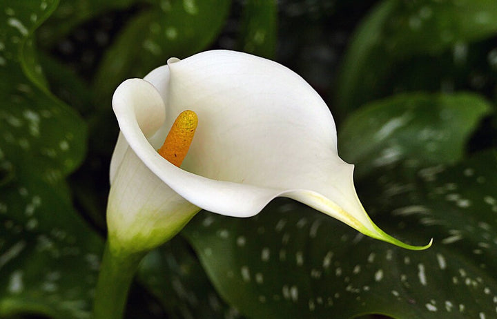 White Zantedeschia Aethiopica Flower Seeds for Planting - 100