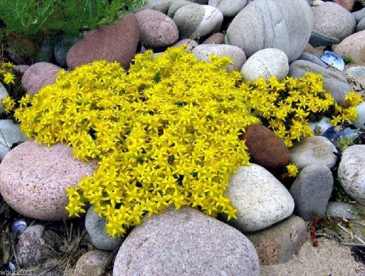 Heirloom Non-GMO Yellow Sedum Flower Seeds for Planting – Drought-Tolerant Ground Cover Blooms