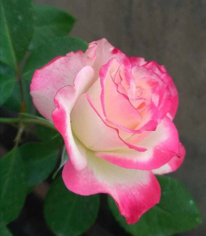 Pink & White Rose Heirloom Non-GMO Seeds for Planting