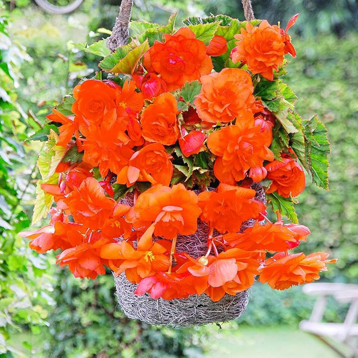 Orange Gloxinia Flower Seeds for Planting | Heirloom, Non-GMO, Organic Seeds
