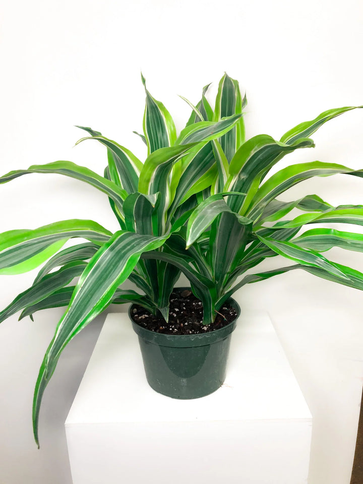 Green Dracaena Fargans Plant Seeds for Planting - 100