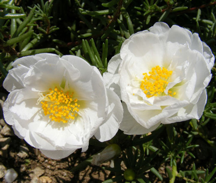 White & Pink Romantic Rose Heirloom Non-GMO Seeds for Planting