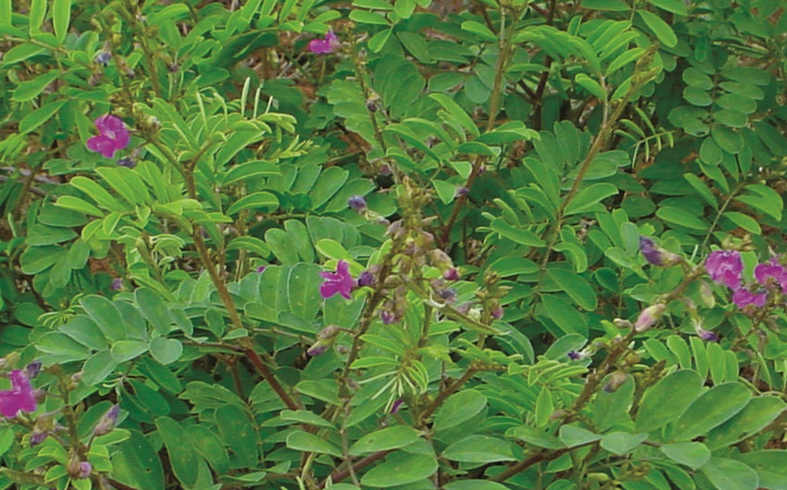 Manure Flower Seeds for Planting - 100