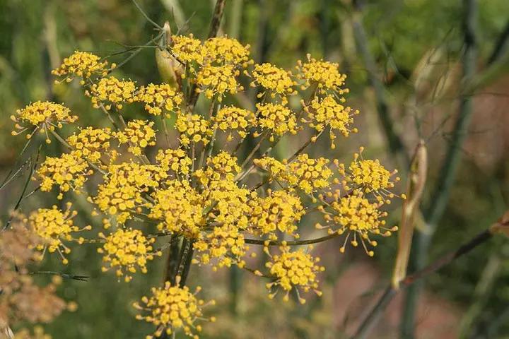 Fennel Flower Seeds for Planting - heirloom & Non-GMO Seeds Dhara Seeds