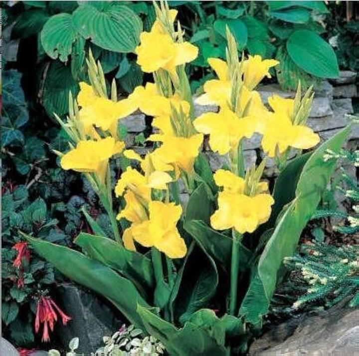 Yellow Pretoria Flower Seeds for Planting - 100