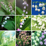 Heirloom Mixed Bell Orchid Flower Seeds – Non-GMO Rare Blooms for Garden Planting Dhara Seeds