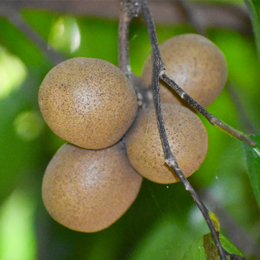 Kepel (Stelechocarpus burahol)