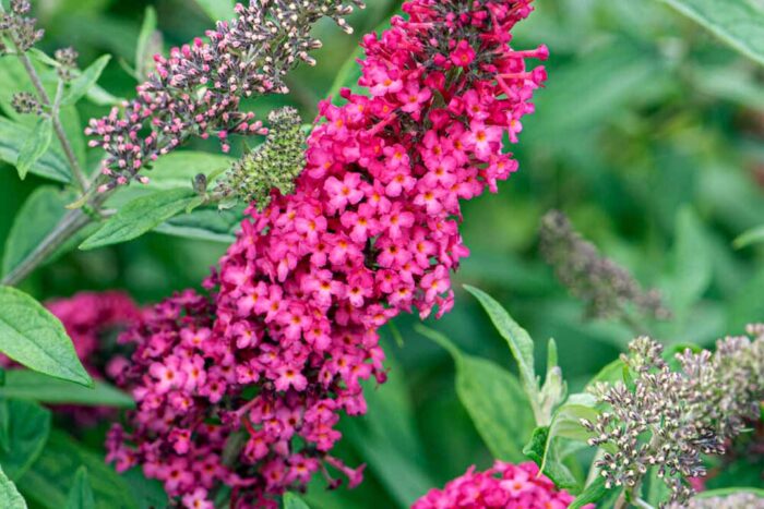 Pink Buddleia Butterfly Bush Seeds for Planting – Vibrant Blooms, Non-GMO, Heirloom