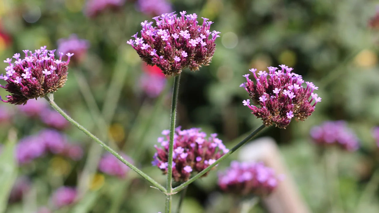 Verbena - Vervain