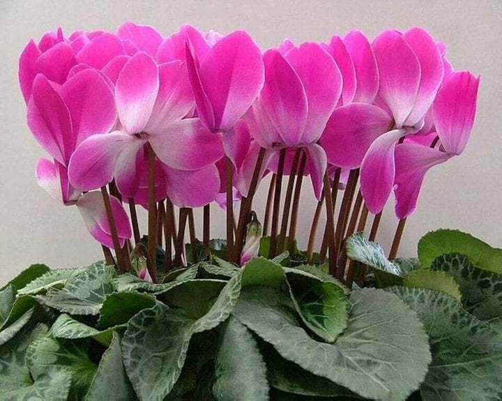 Pink Cyclamen Flower Seeds for Planting - 100