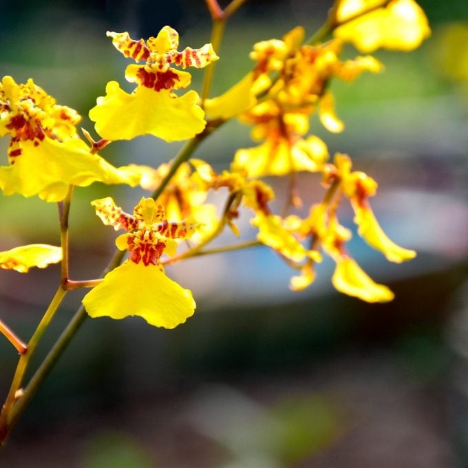 Yellow Mimulus Guttatus Flower Seeds for Planting - 100
