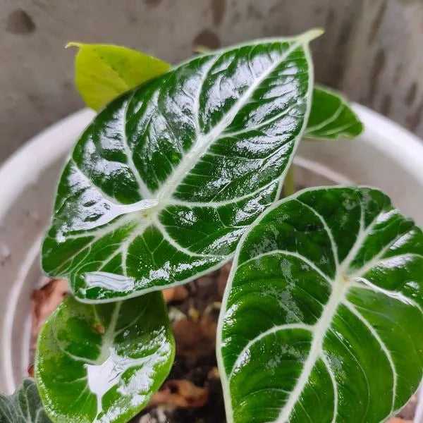 Heirloom Alocasia Leaf Plant Seeds, Non-GMO Ornamental Foliage for Planting