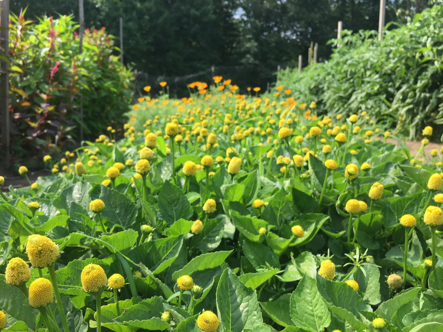 Spilanthes -  Lemon Drop