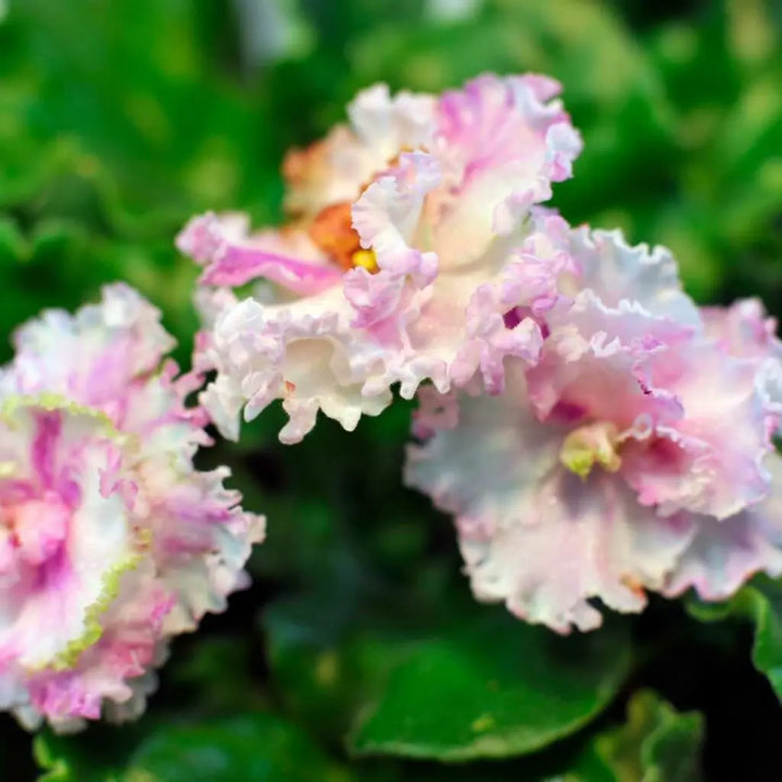 Organic Pink White African Violet Flower Seeds for Planting – Heirloom, Non-GMO