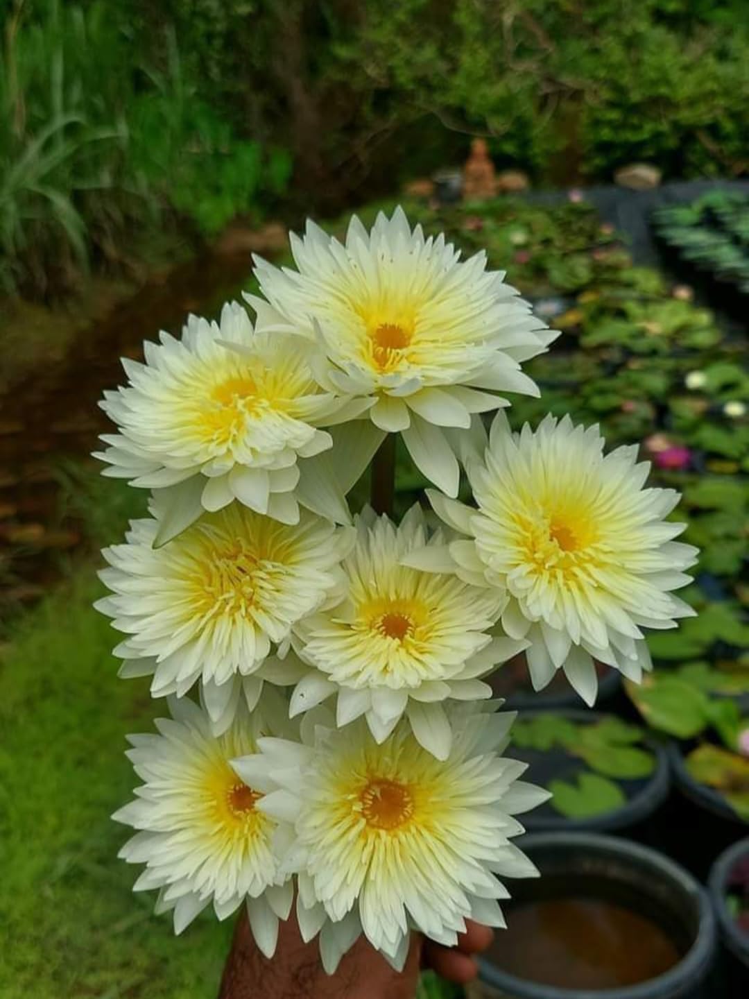 Water Lily ( Yellow ) - Plant Seeds