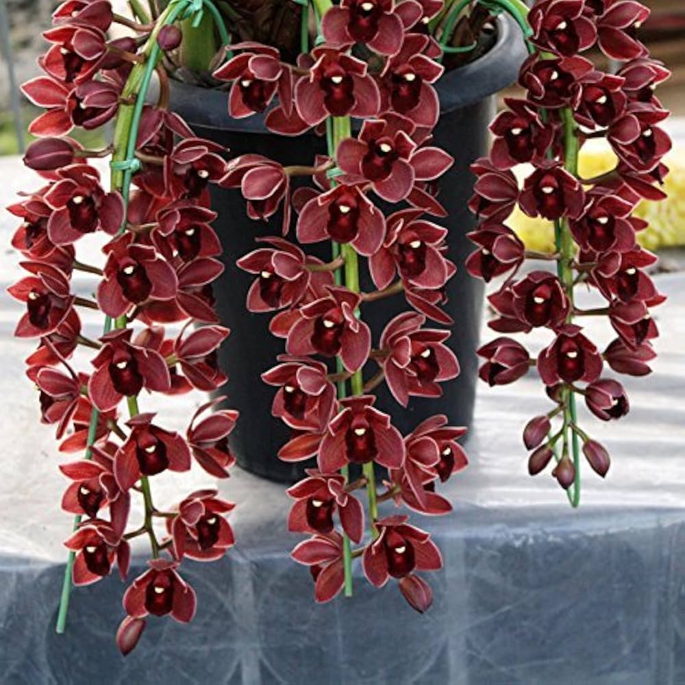 Burgundy Orchid Perennial Flower Seeds for Balcony & Garden