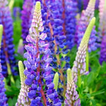 Lupine Flower Seeds Violet for Planting 100 Dhara Seeds