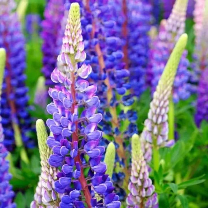 Lupine Flower Seeds Violet for Planting 100 Dhara Seeds