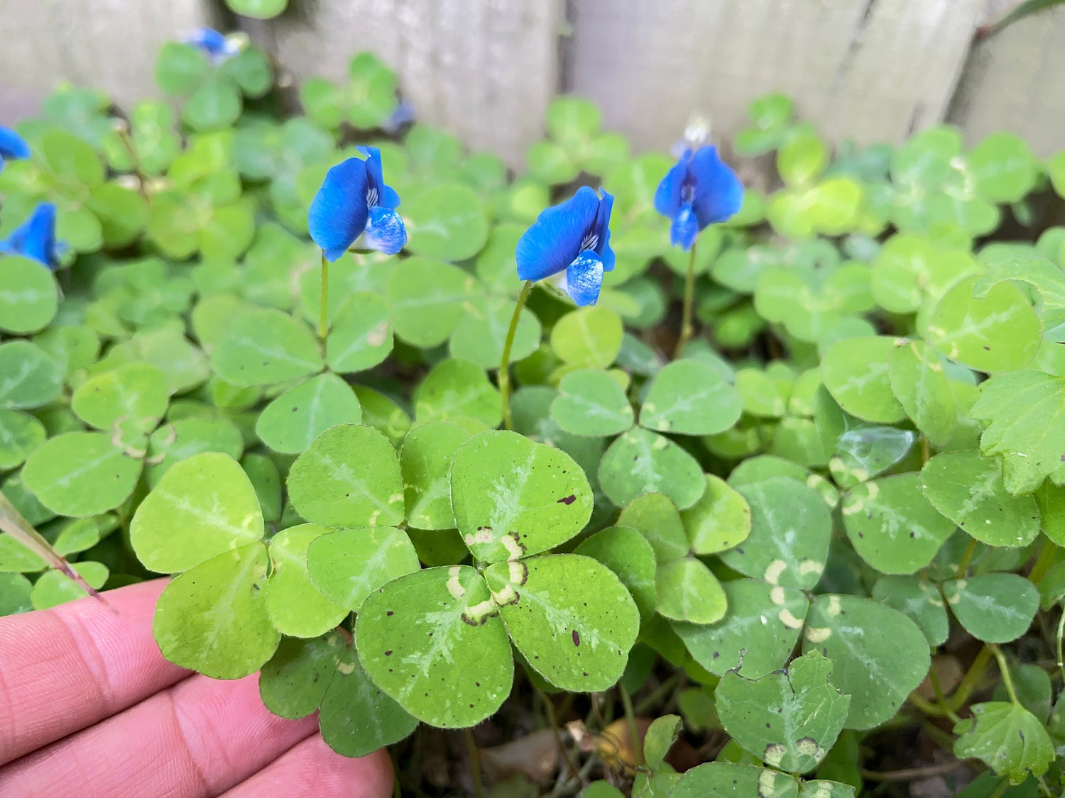 Sky Blue Leaf Clover Plant Seeds - Lucky Clover Garden Seeds -Heirloom & Non-GMO Seeds for planting – Fresh Herb for Your Garden