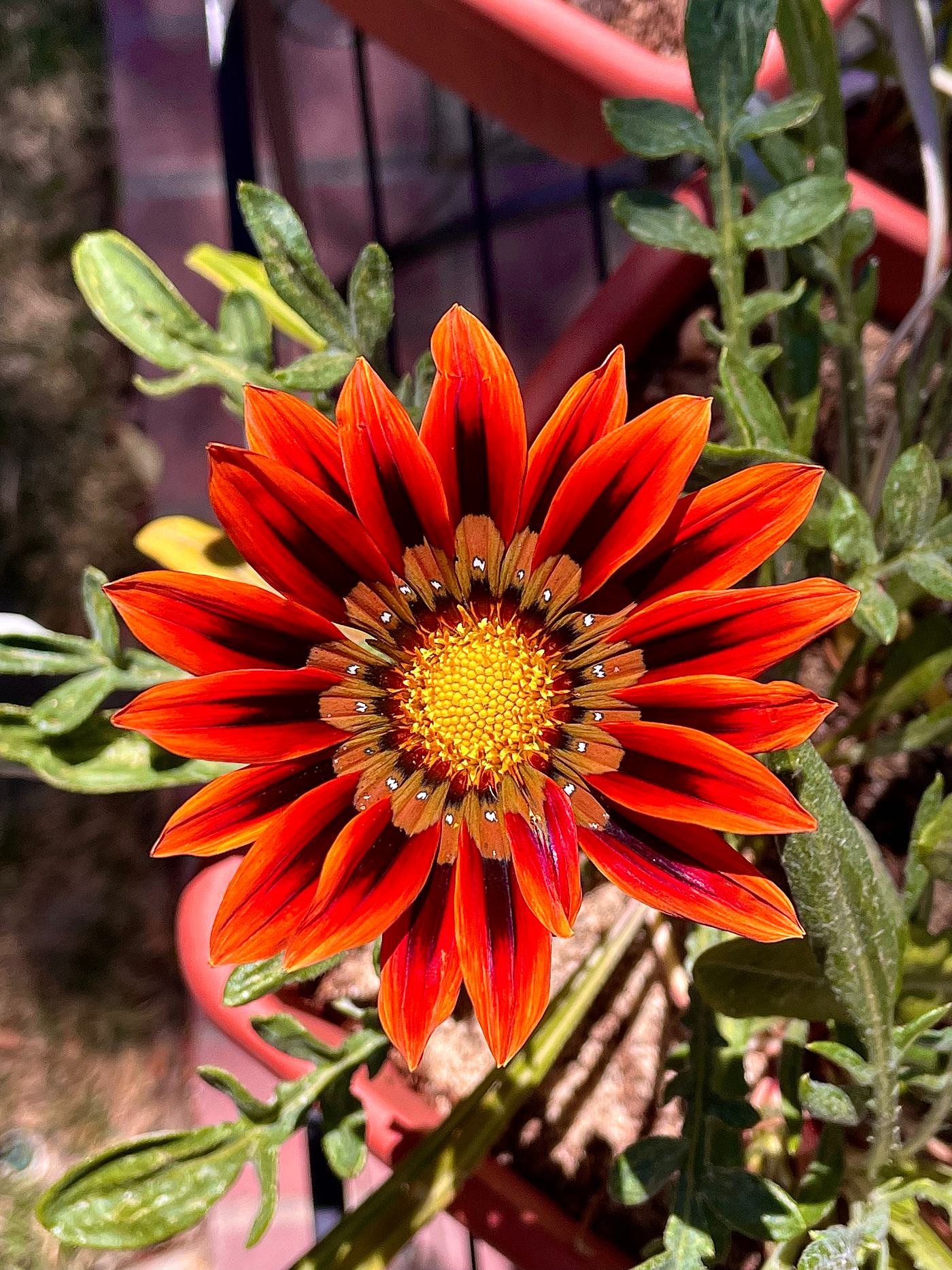 Gazania New Day Mix Seeds