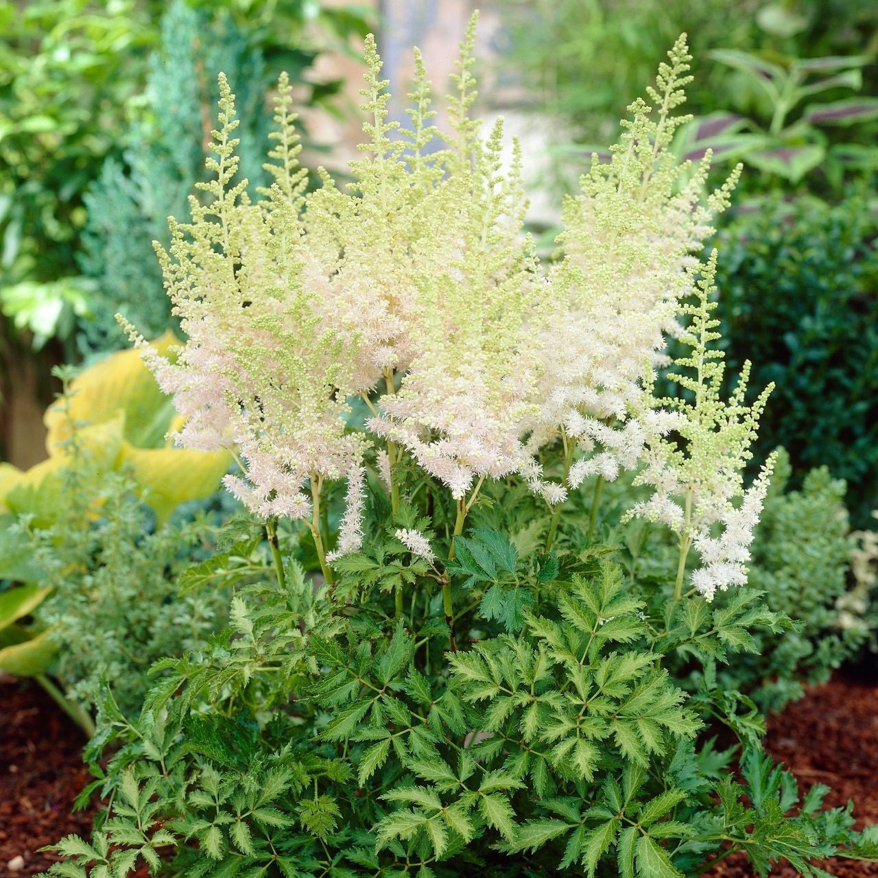 Astilbe Milk and Honey Bulbs