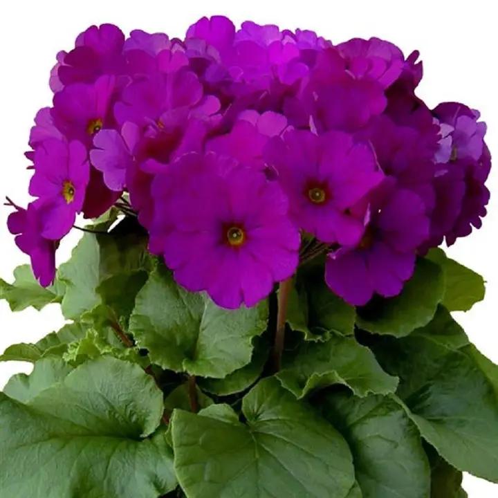 Violet Primula Seeds for Planting - 100 Dhara Seeds